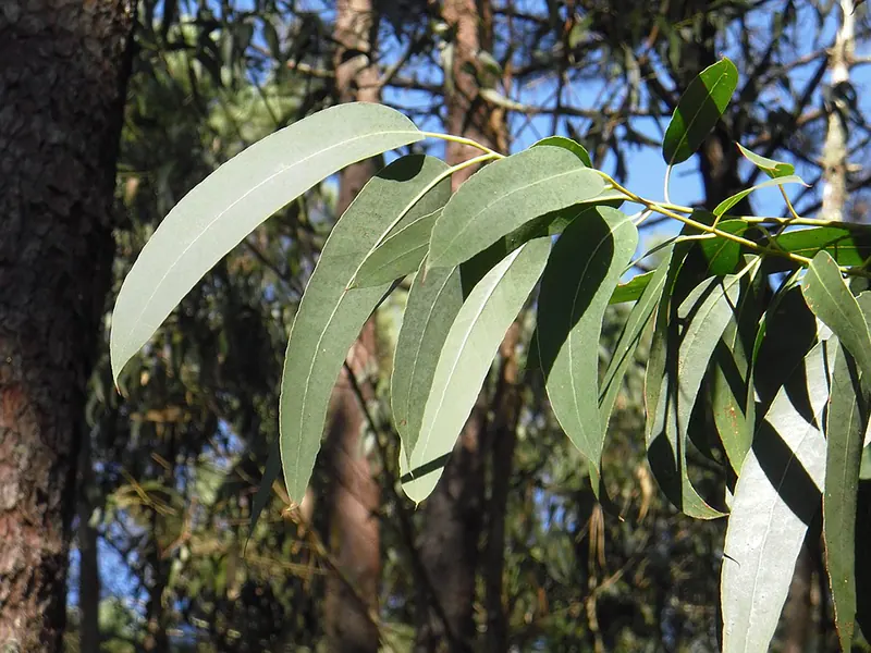 how to take care of eucalyptus