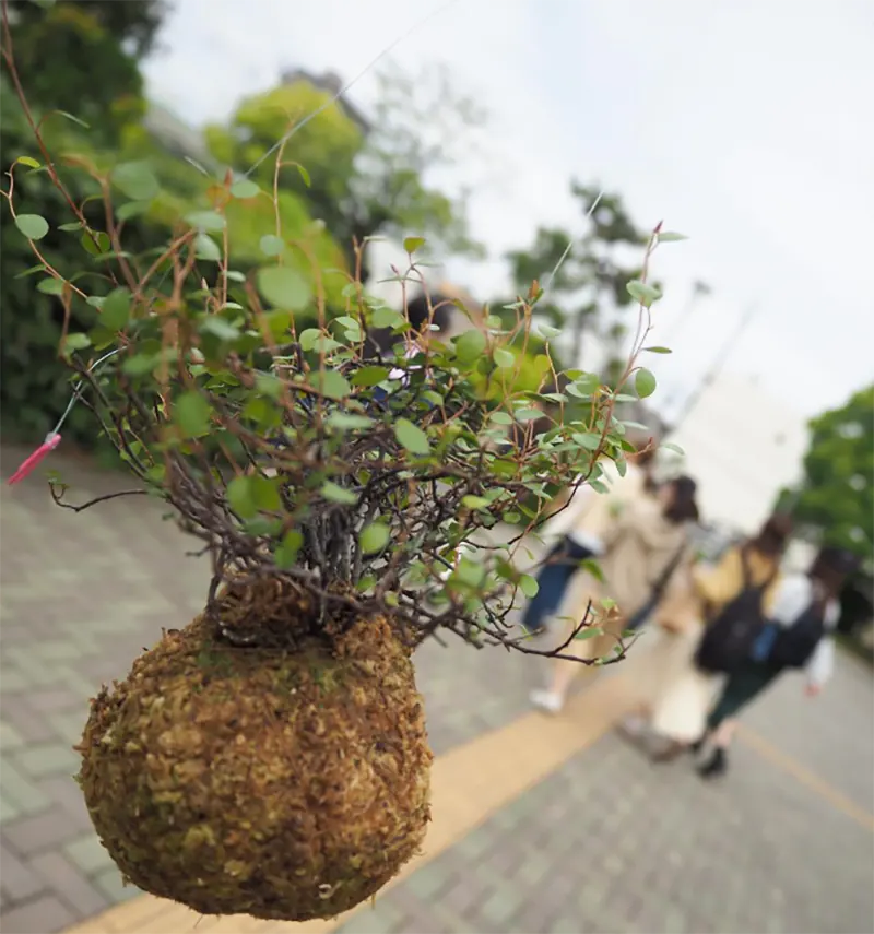 Bonsai Girls Project