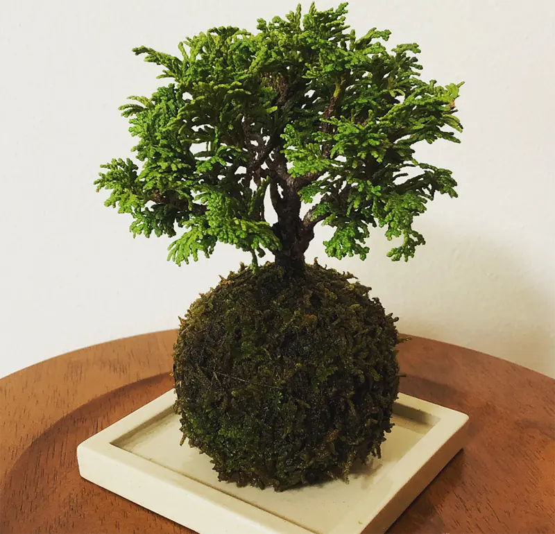 Bonsai Girls Project