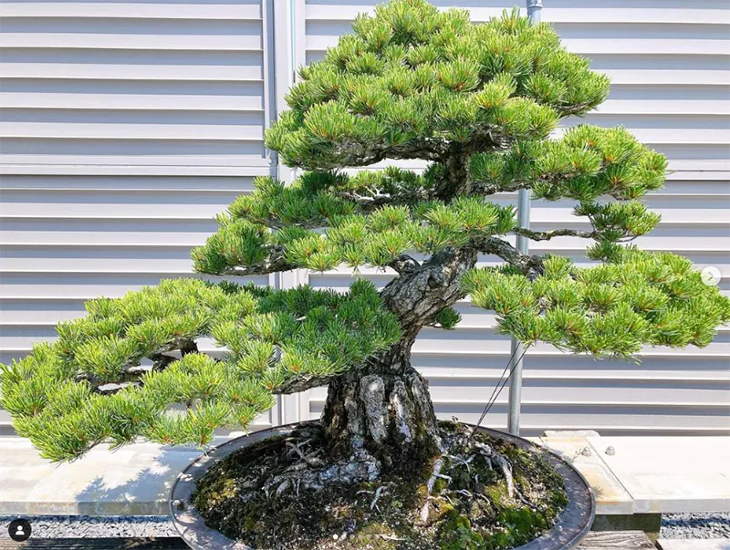 Bonsai Girls Project