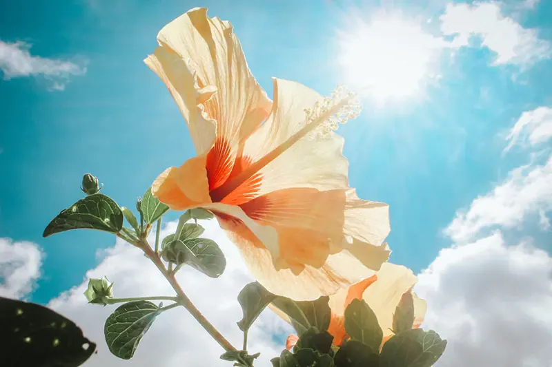 Hibiscus rosa-Sinensis