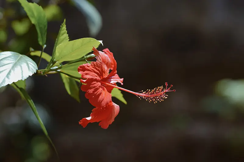 Hibiscus rosa-Sinensis