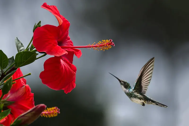 Hibiscus rosa-Sinensis