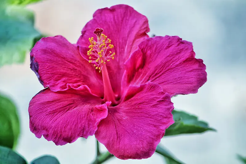 Hibiscus rosa-Sinensis