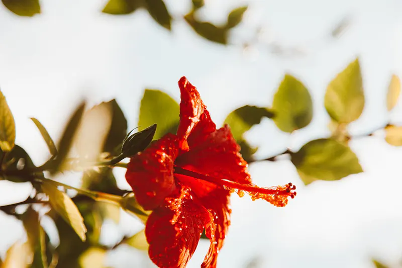 Hibiscus rosa-Sinensis