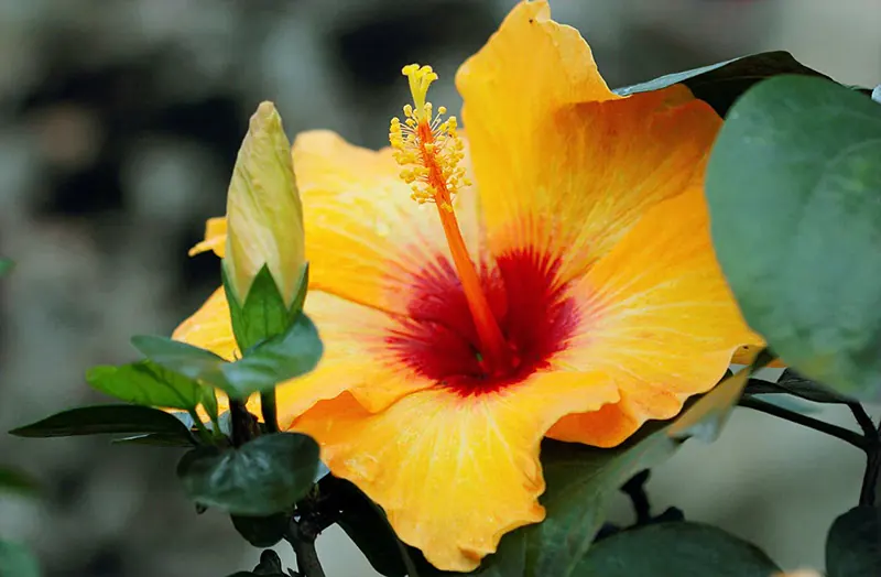 Hibiscus rosa-Sinensis