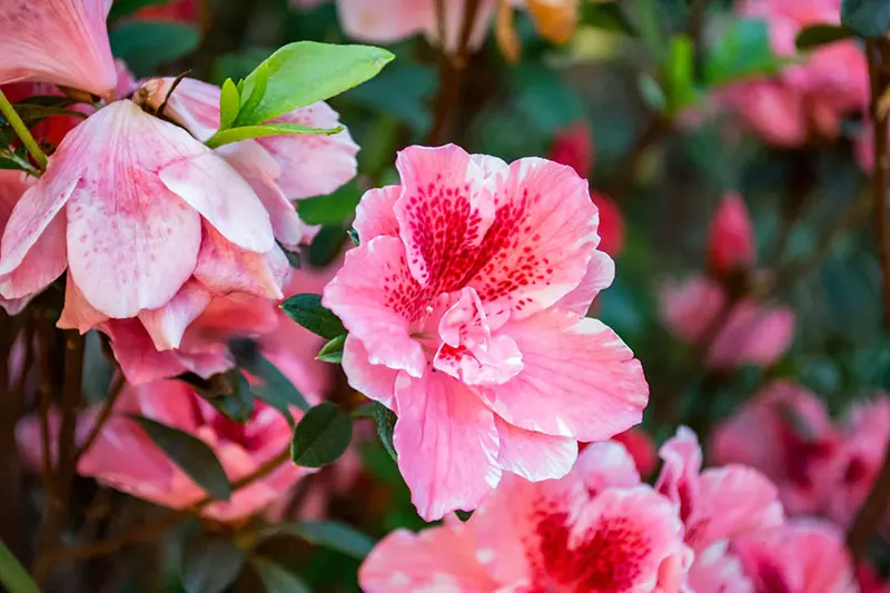 Hibiscus rosa-Sinensis