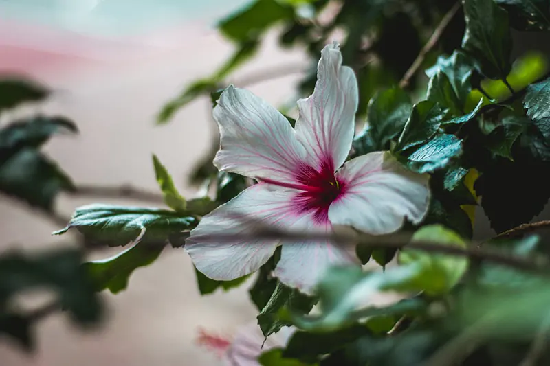 Hibiscus rosa-Sinensis