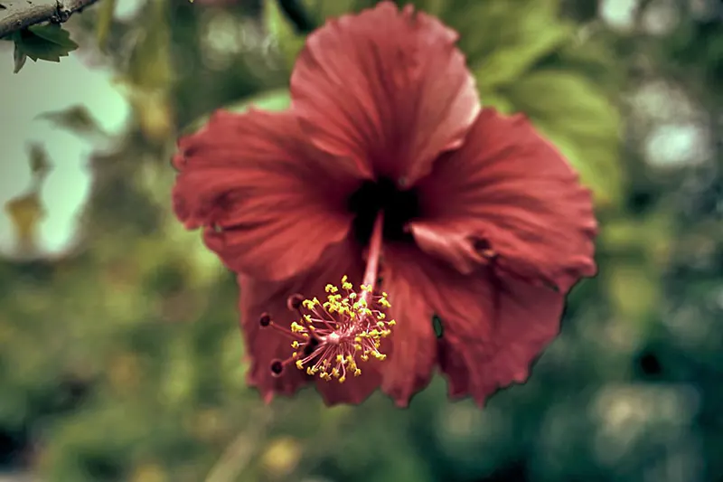 Hibiscus rosa-Sinensis
