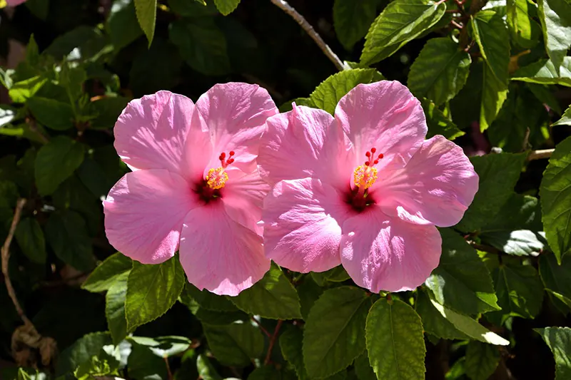 Hibiscus rosa-Sinensis