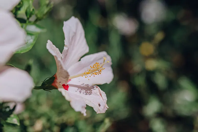 Hibiscus rosa-Sinensis