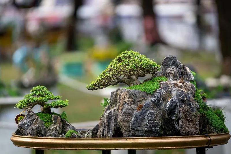 How To Care For An Indoor Bonsai Successfully