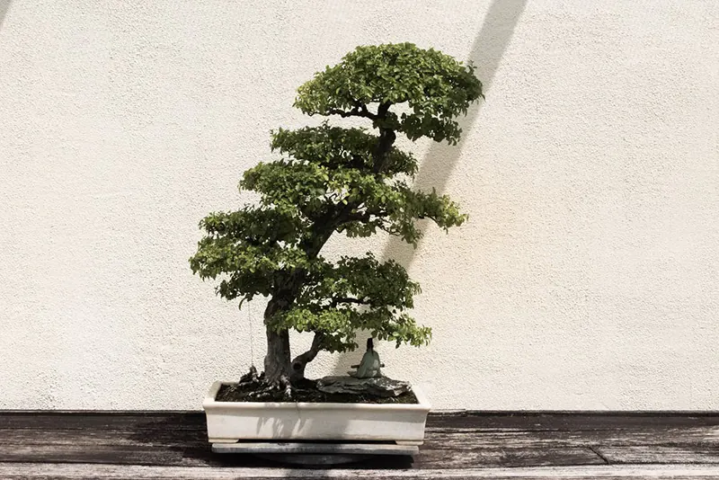 How To Care For An Indoor Bonsai Successfully