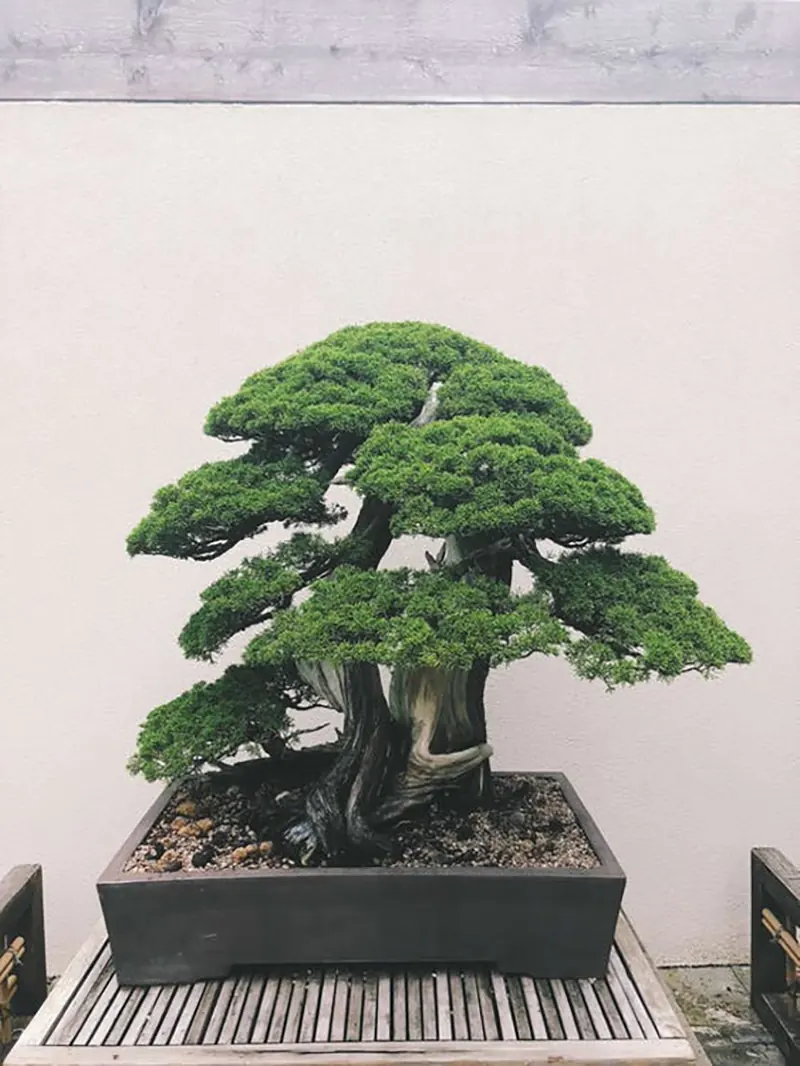 How To Care For An Indoor Bonsai Successfully