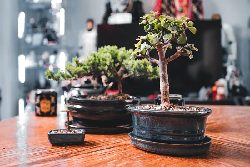 How To Care For An Indoor Bonsai Successfully