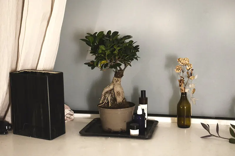 How To Care For An Indoor Bonsai Successfully