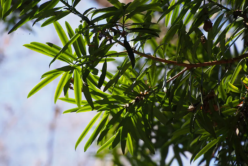 How to easily help your podocarpus grow thicker