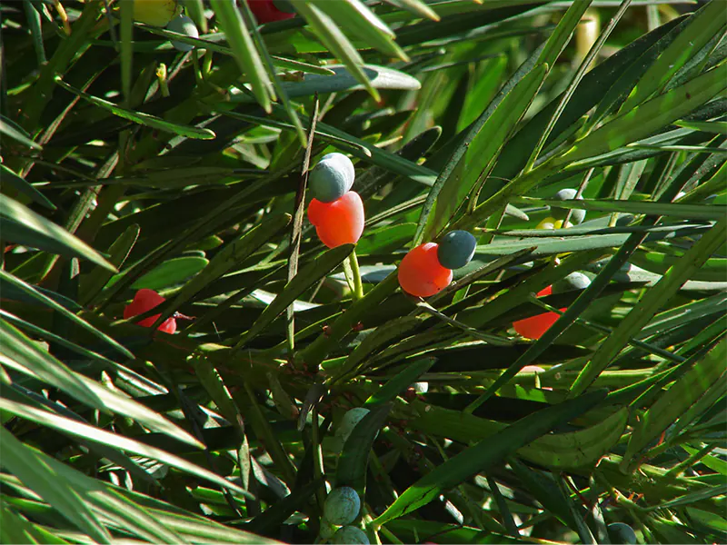 How to easily help your podocarpus grow thicker