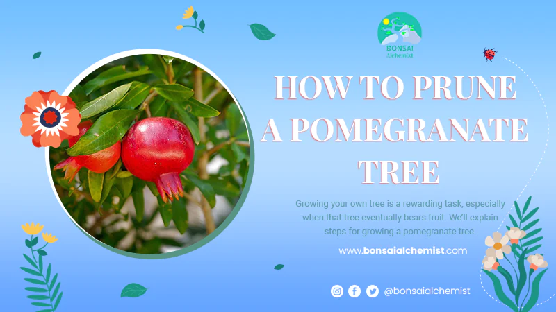 How to grow and prune your own pomegranate tree