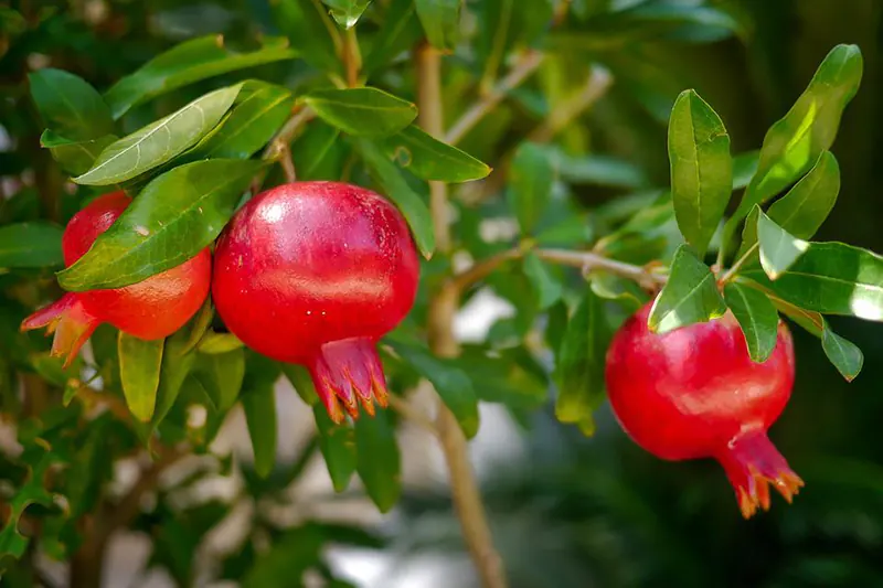 How to grow and prune your own pomegranate tree