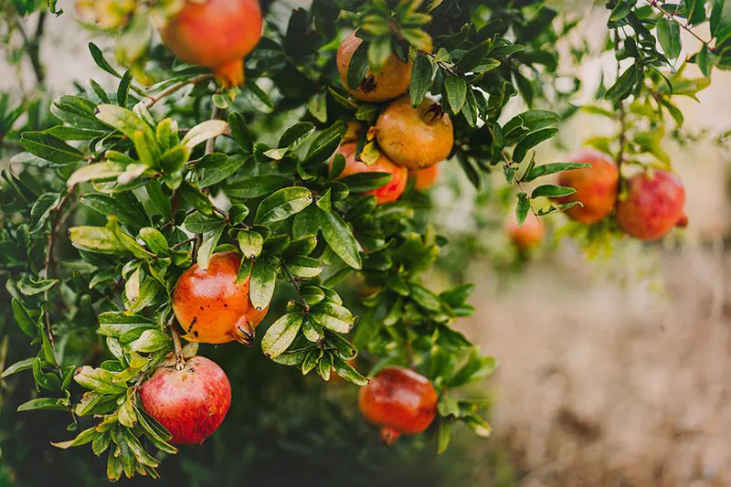 How to grow and prune your own pomegranate tree