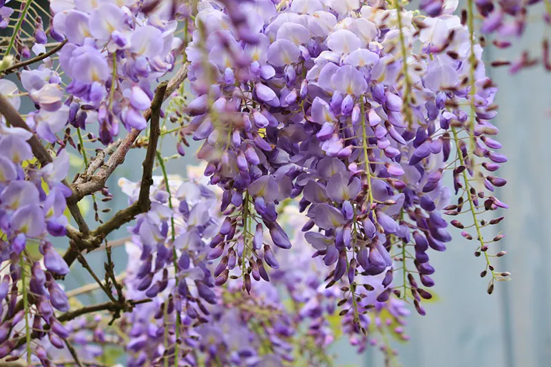 How to grow your wisteria from a seed