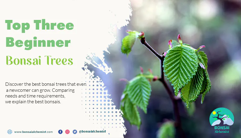 The Top Three Beginner Bonsai Trees That Anyone Can Grow