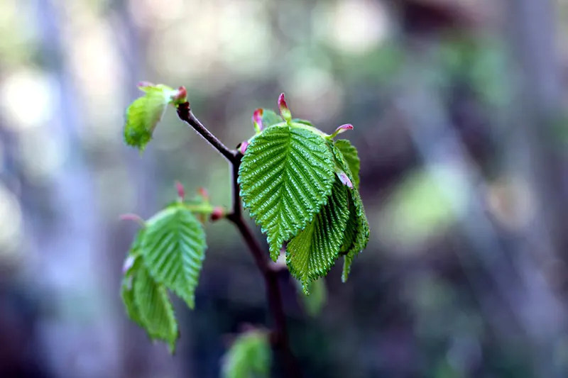 The Top Three Beginner Bonsai Trees That Anyone Can Grow