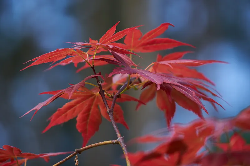 The Top Three Beginner Bonsai Trees That Anyone Can Grow