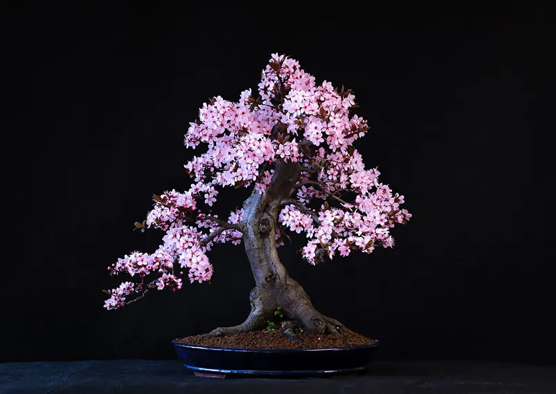 The Top Three Beginner Bonsai Trees That Anyone Can Grow