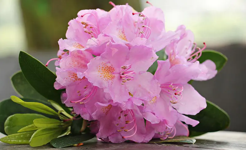 Top Five Flowering Bonsais