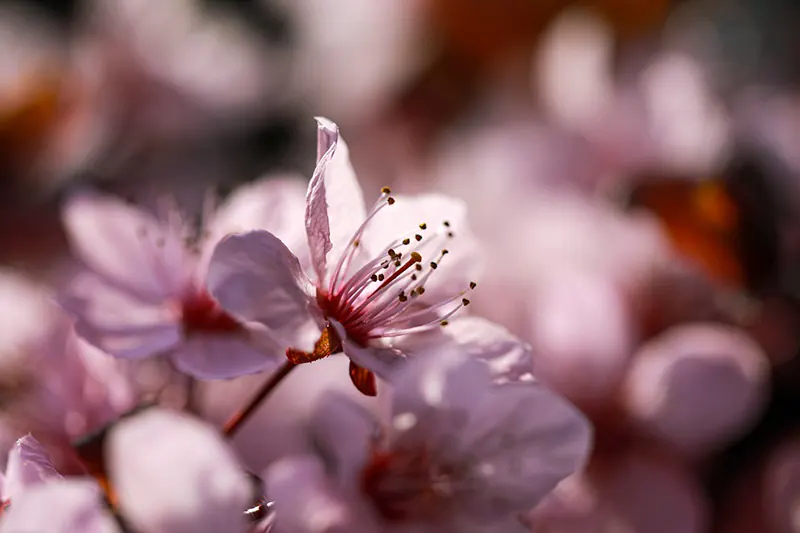 Top Five Flowering Bonsais