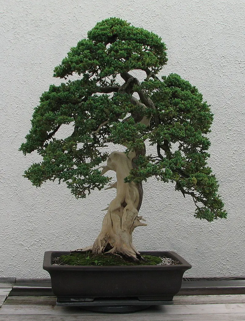 What Uro Is And How To Create It In Bonsai