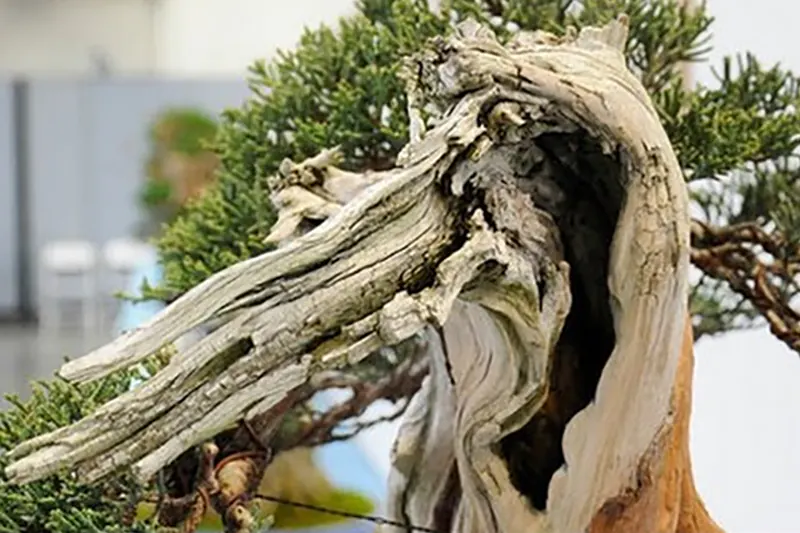 What Uro Is And How To Create It In Bonsai