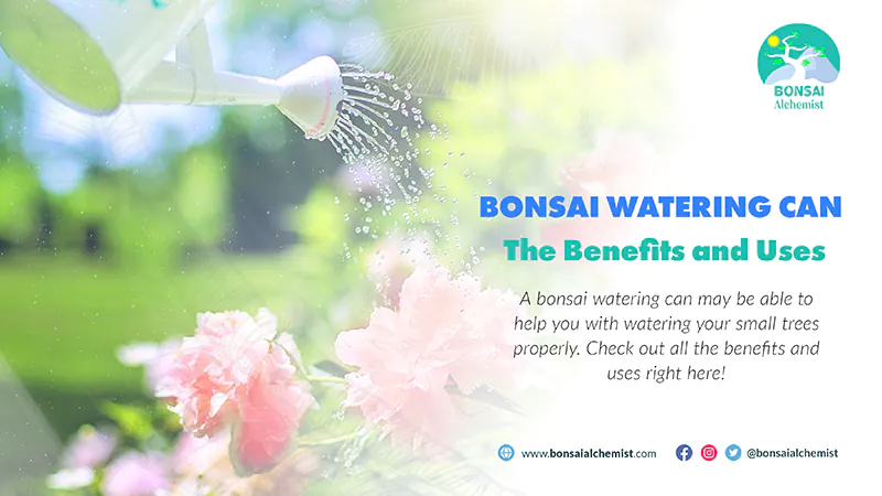 bonsai watering can