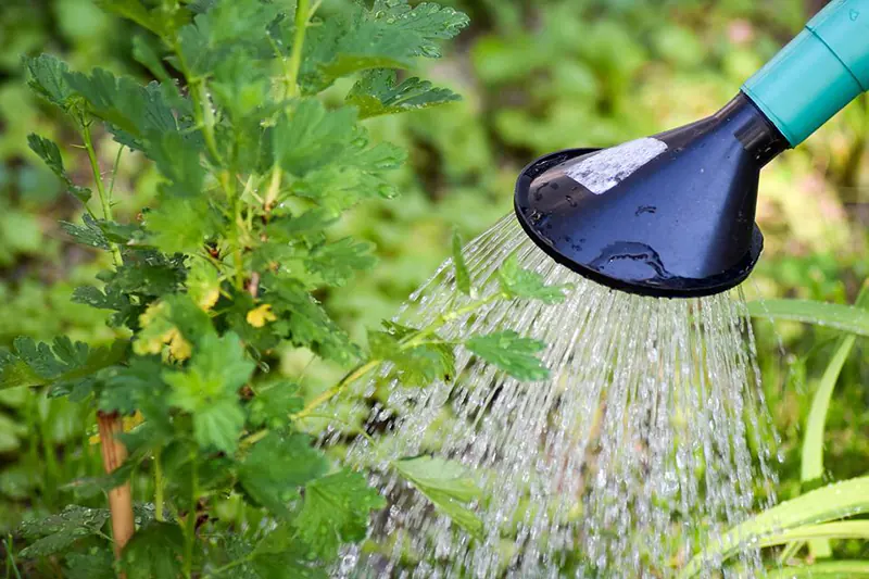 bonsai watering can