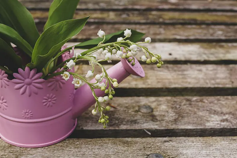 bonsai watering can