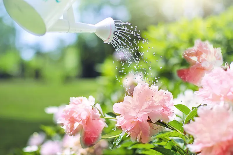 bonsai watering can