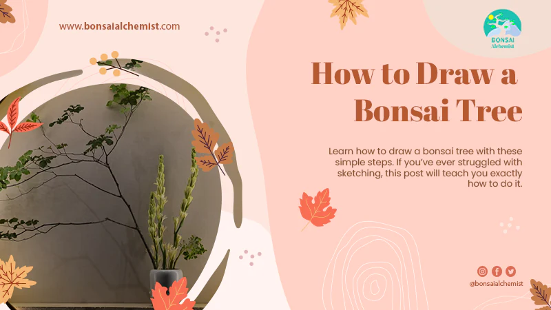 how to draw a bonsai tree