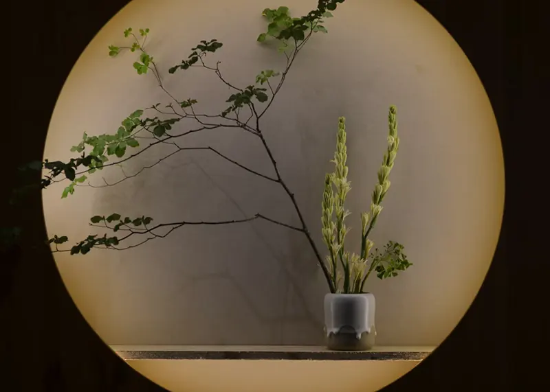 how to draw a bonsai tree