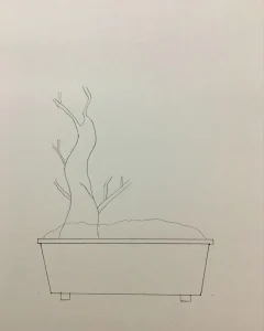 how to draw a bonsai tree