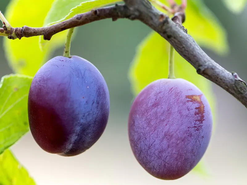 how to grow plum from seed