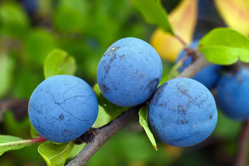 how to grow plum from seed
