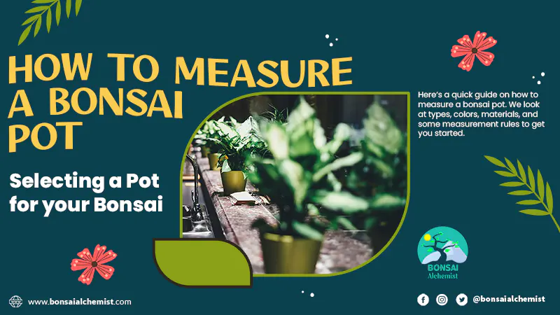how to measure a bonsai pot