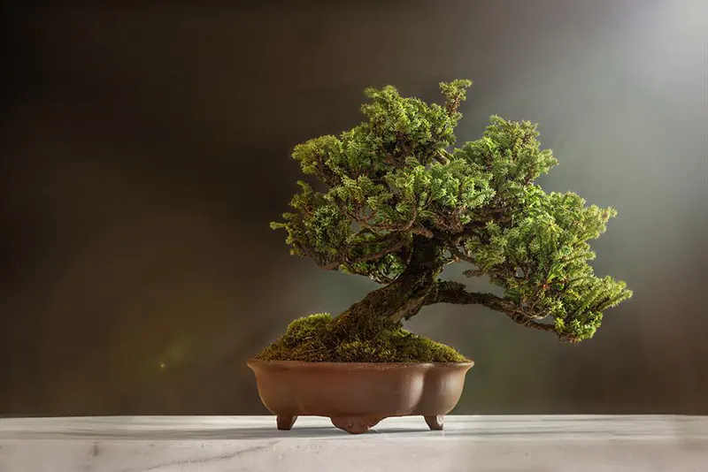how to measure a bonsai pot