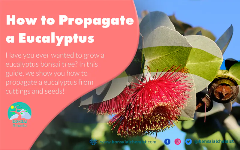how to propagate a eucalyptus