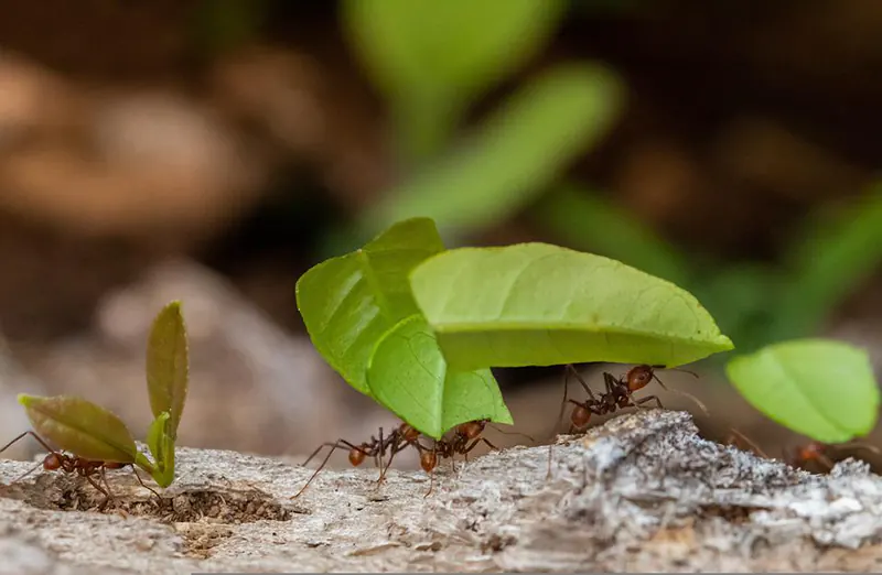 how to propagate a eucalyptus