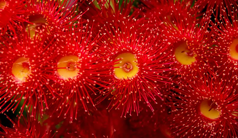 how to propagate a eucalyptus