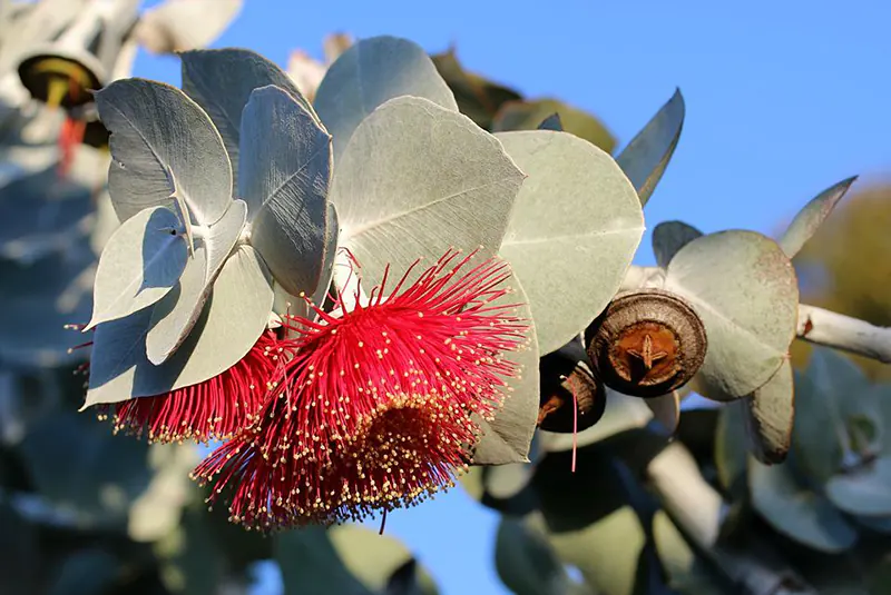 how to propagate a eucalyptus