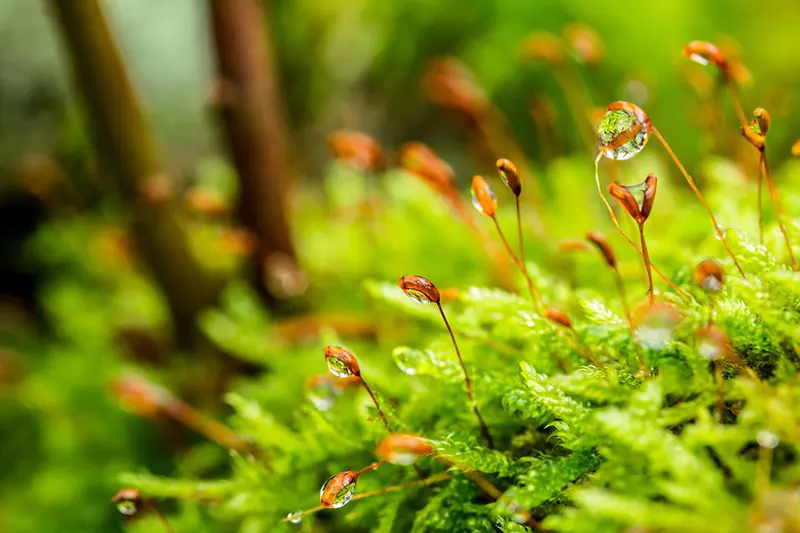how to transplant moss